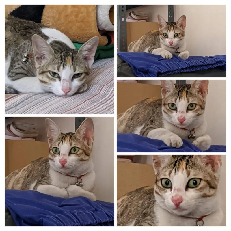 cat's collage